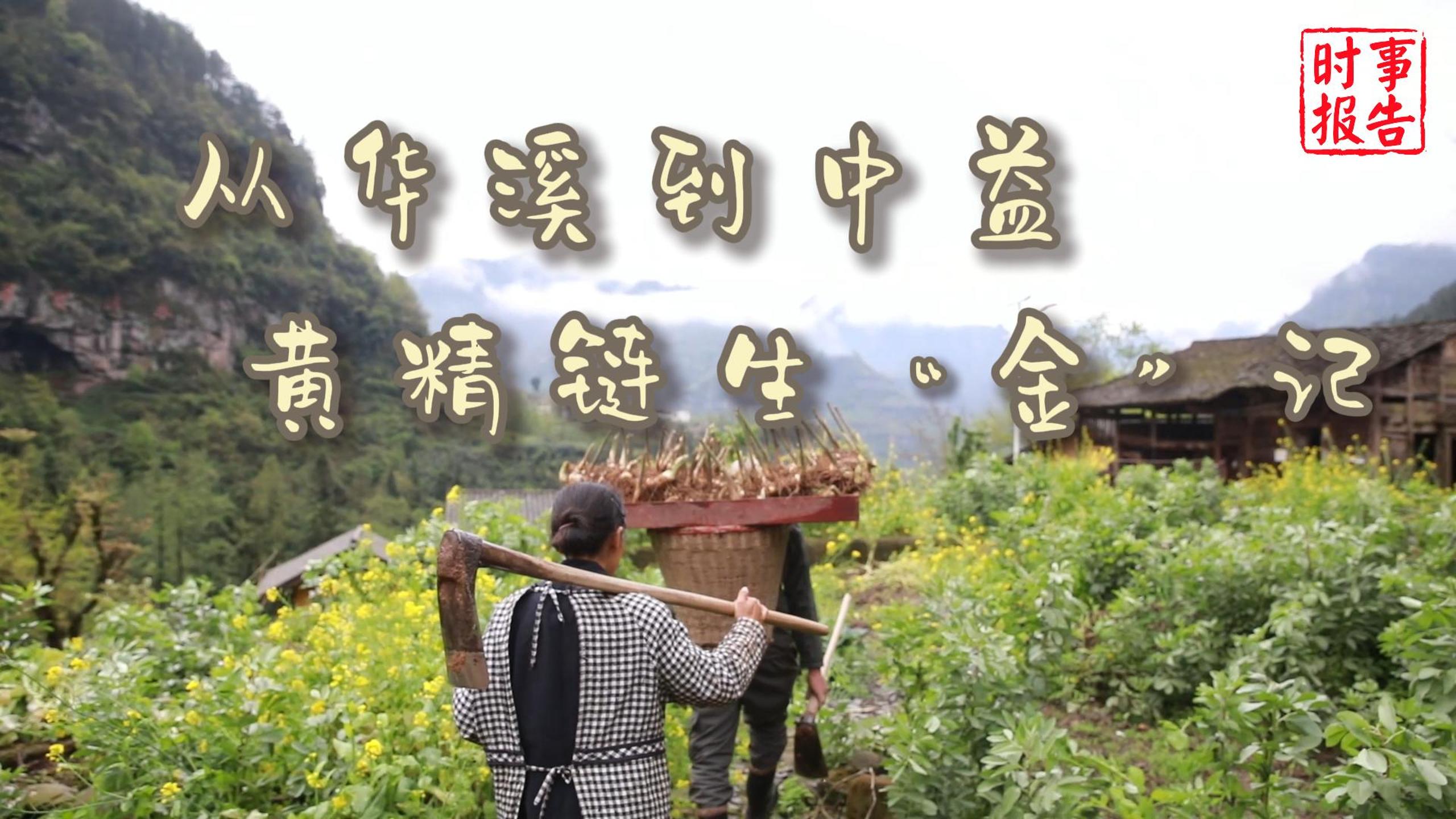 从华溪到中益 黄精链生“金”记