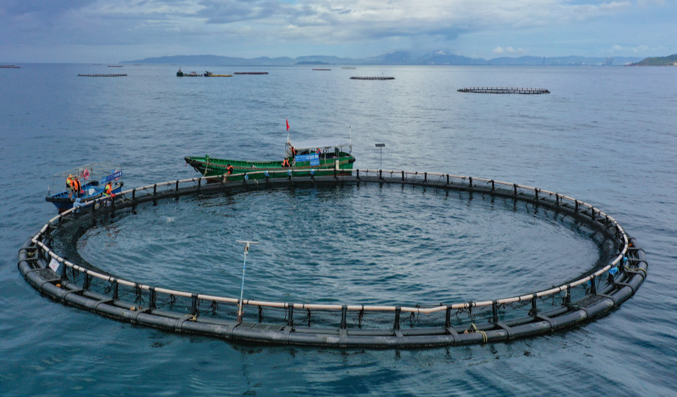 稻浪　鱼翔　珍珠岸